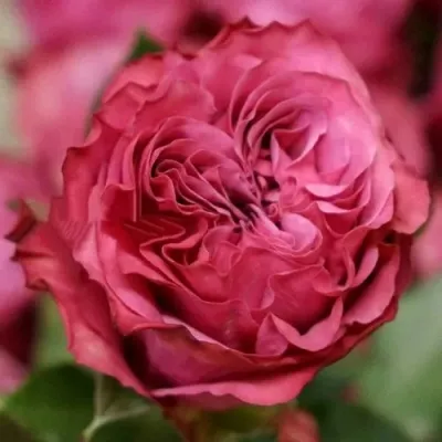 Саженцы роз КАНТРИ БЛЮЗ чайно-гибридная в Москве