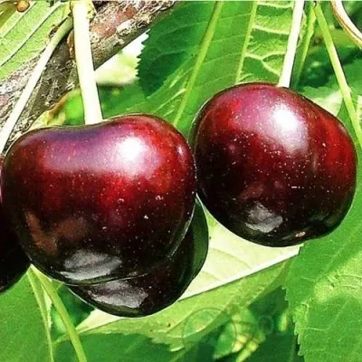 Черешня САММИТ — описание сорта Черешня САММИТ в Москве