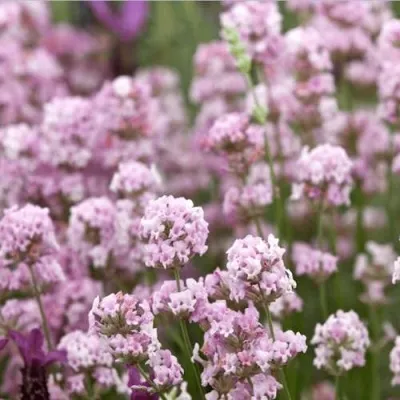 Лаванда РОЗЕА узколистная — описание сорта Лаванда РОЗЕА узколистная в Москве