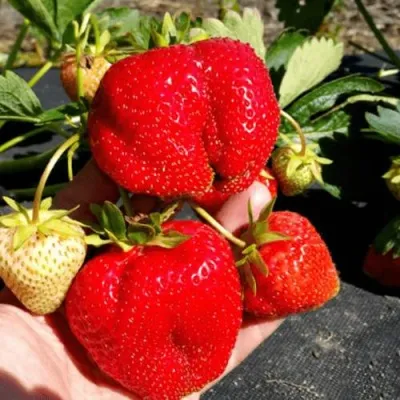 Клубника АПРИКА — описание сорта Клубника АПРИКА в Москве