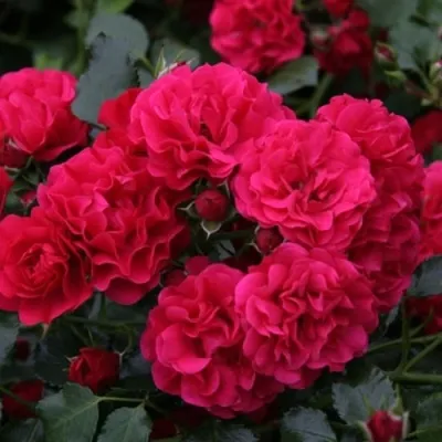 Саженцы роз РАДОСТЬ САДОВНИКА (ГАРТЕН ФРОЙДЕ) почвопокровная в Москве