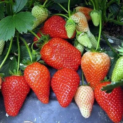 Клубника РОКСАНА — описание сорта Клубника РОКСАНА в Москве