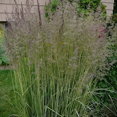 Вейник АВАЛАНШ остроцветковый  Вейник АВАЛАНШ остроцветковый в Москве