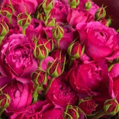 Саженцы роз ФРУТТИ БАБЛС спрей — описание сорта Саженцы роз ФРУТТИ БАБЛС спрей в Москве