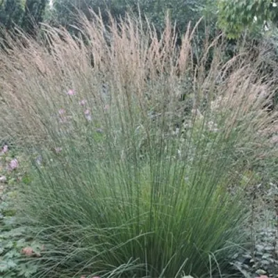 Молиния ХАЙДЕБРАУТ голубая в Москве