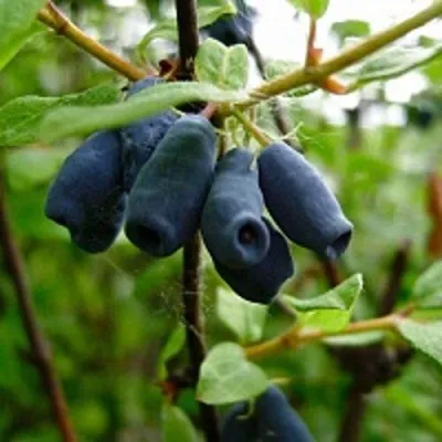 Жимолость съедобная ВОЛХОВА — описание сорта Жимолость съедобная ВОЛХОВА в Москве