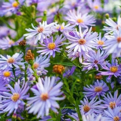 Астра ЛИТТЛ КАРЛОУ сердцелистная в Москве