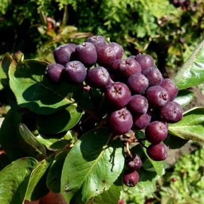 Рябина ЛИКЁРНАЯ сладкоплодная — описание сорта Рябина ЛИКЁРНАЯ сладкоплодная в Москве