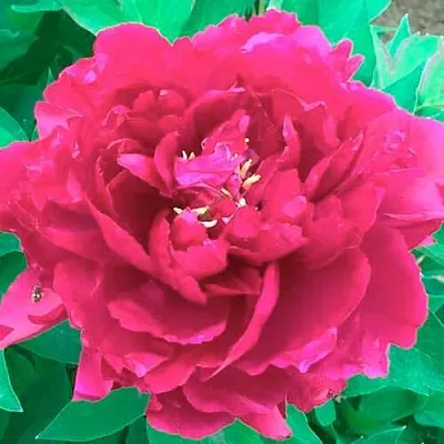 Пион ОСТРОВНОЙ МИНИСТР древовидный  Пион ОСТРОВНОЙ МИНИСТР древовидный в Москве