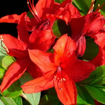 Азалия НАБУКО листопадная в Москве