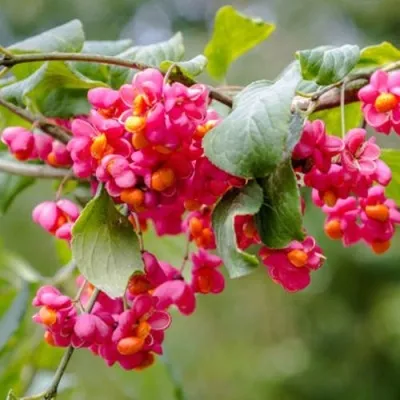 Бересклет ЕВРОПЕЙСКИЙ — описание сорта Бересклет ЕВРОПЕЙСКИЙ в Москве