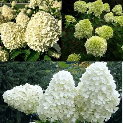 Комплект НЕЖНЫЙ КАПУЧИНО в Москве