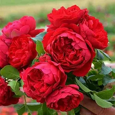 Саженцы роз ФЛОРЕНТИНА плетистая  Саженцы роз ФЛОРЕНТИНА плетистая в Москве