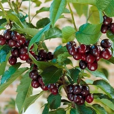 Дюк СЛАВЯНКА — описание сорта Дюк СЛАВЯНКА в Москве