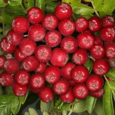 Рябина РУБИНОВАЯ сладкоплодная — описание сорта Рябина РУБИНОВАЯ сладкоплодная в Москве