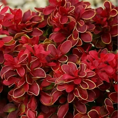 Барбарис РЕД ХОТ ЧИЛИ тунберга — описание сорта Барбарис РЕД ХОТ ЧИЛИ тунберга в Москве