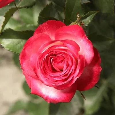 Саженцы роз САФИНА спрей  Саженцы роз САФИНА спрей в Москве