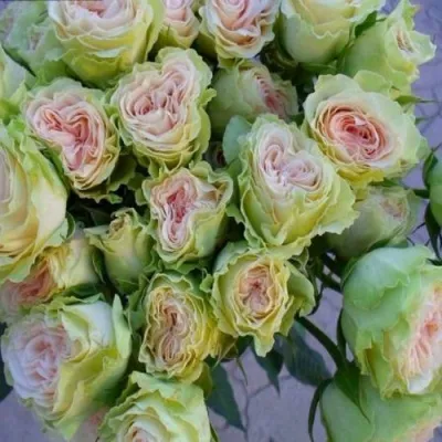 Саженцы роз ГРИН ПИНК спрей — описание сорта Саженцы роз ГРИН ПИНК спрей в Москве