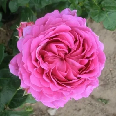 Саженцы роз АНУШКА чайно-гибридная в Москве