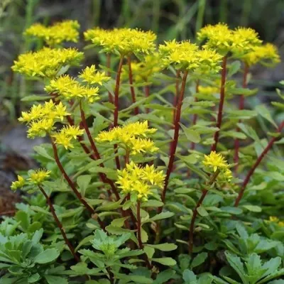 Очиток (седум) ИММЕРГРЮНХЕН в Москве