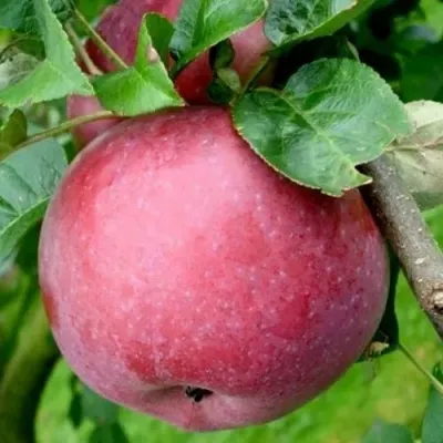 Яблоня ЕСЕНИЯ колонновидная — описание сорта Яблоня ЕСЕНИЯ колонновидная в Москве