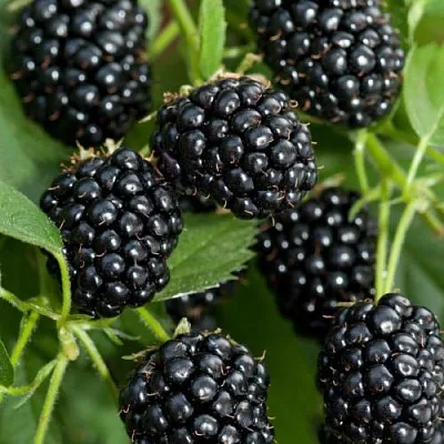 Ежевика АГАВАМ в Москве