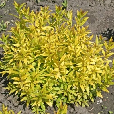 Бирючина АУРЕА обыкновенная в Москве