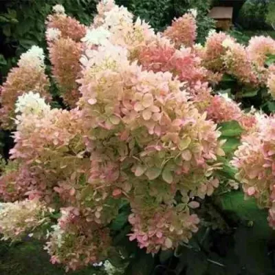 Гортензия ФАНТОМ метельчатая — описание сорта Гортензия ФАНТОМ метельчатая в Москве