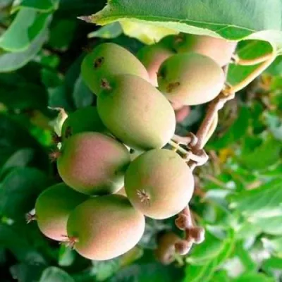 Актинидия ГИБРИДНАЯ КОЛБАСИНОЙ — описание сорта Актинидия ГИБРИДНАЯ КОЛБАСИНОЙ в Москве