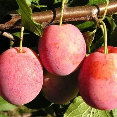 Слива ВИКТОРИЯ  Слива ВИКТОРИЯ в Москве