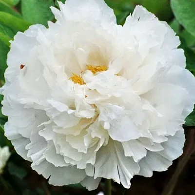 Пион БЕЛЫЙ СНЕГ древовидный  Пион БЕЛЫЙ СНЕГ древовидный в Москве