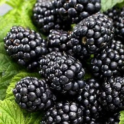 Ежевика БЖЕЗИНА бесшипная в Москве