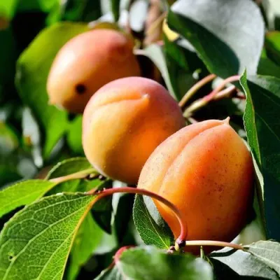 Абрикос БАЙ в Москве