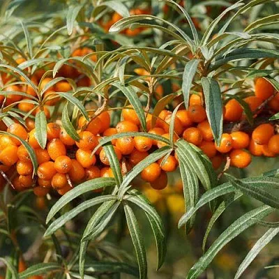 Облепиха РОСИНКА  Облепиха РОСИНКА в Москве