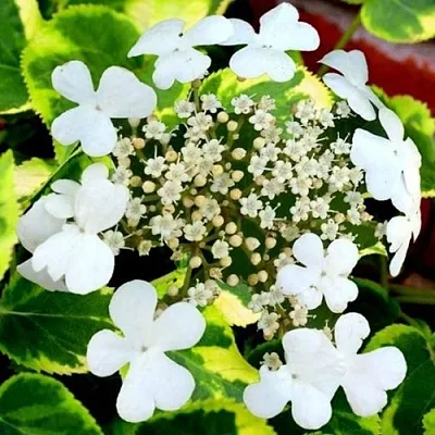 Гортензия МИРАНДА черешковая в Москве