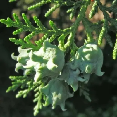 Туя восточная — описание сорта Туя восточная в Москве