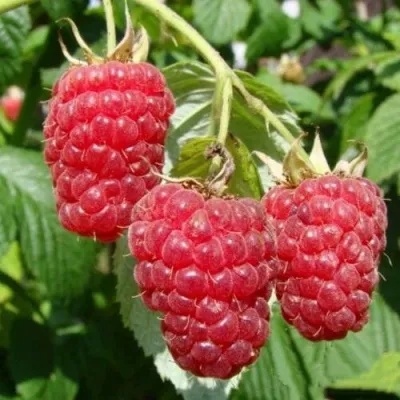 Малиновое дерево ТАРУСА в Москве