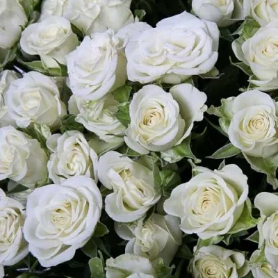 Саженцы роз СНОУФЛЕЙК спрей в Москве