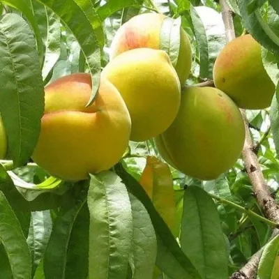 Персик СЕЯНЕЦ СТАРКА в Москве