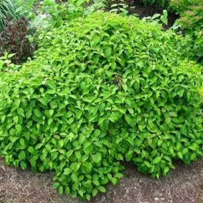 Дерен КЕЛСЕИ шелковистый  — описание сорта Дерен КЕЛСЕИ шелковистый  в Москве