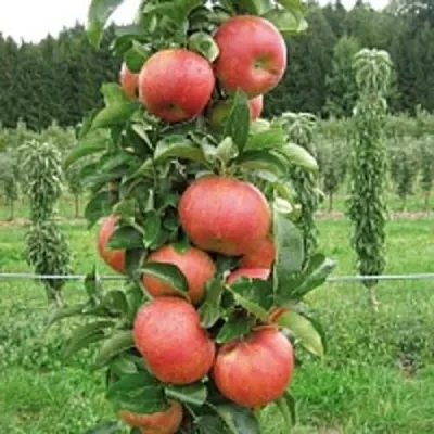 Яблоня ЯНТАРНОЕ ОЖЕРЕЛЬЕ колонновидная — описание сорта Яблоня ЯНТАРНОЕ ОЖЕРЕЛЬЕ колонновидная в Москве