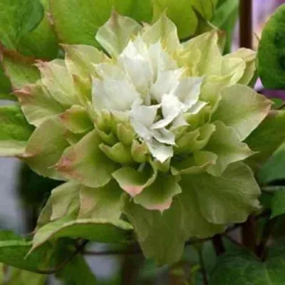 Клематис СЕН-НО-КЕЙЗ — описание сорта Клематис СЕН-НО-КЕЙЗ в Москве