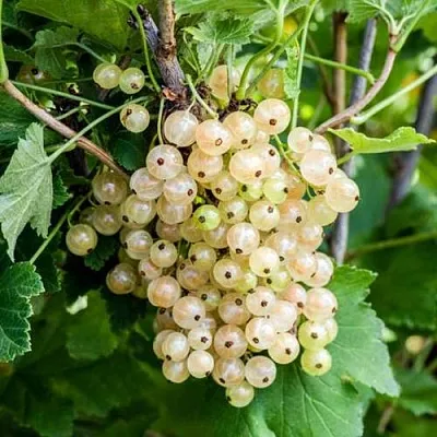 Смородина белая БЕЛАЯ ПОТАПЕНКО  Смородина белая БЕЛАЯ ПОТАПЕНКО в Москве