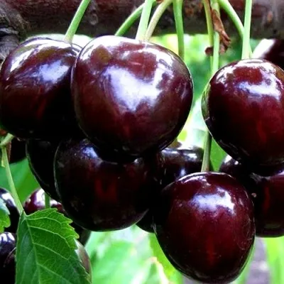 Вишня ШОКОЛАДНИЦА — описание сорта Вишня ШОКОЛАДНИЦА в Москве