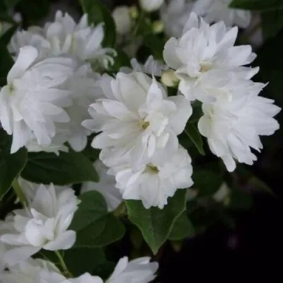 Жасмин ФРОСТИ МОРН — описание сорта Жасмин ФРОСТИ МОРН в Москве