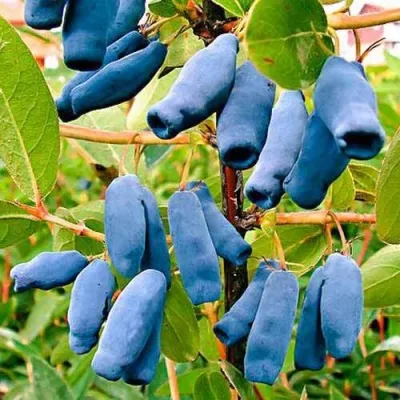 Жимолость съедобная НИМФА (ГАММА) — описание сорта Жимолость съедобная НИМФА (ГАММА) в Москве