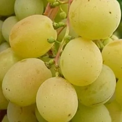 Виноград ТАЛИСМАН  Виноград ТАЛИСМАН в Москве