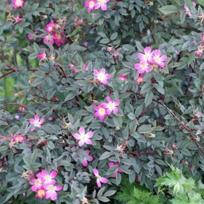 Саженцы роз сизая — описание сорта Саженцы роз сизая в Москве