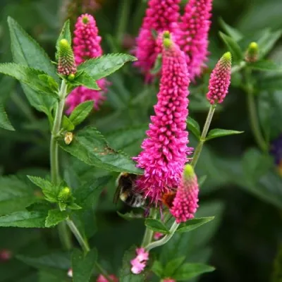 Вероника ФЕРСТ ЛАВ длиннолистная — описание сорта Вероника ФЕРСТ ЛАВ длиннолистная в Москве