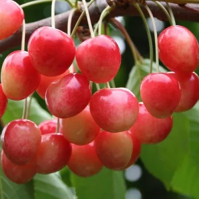 Черешня МЕДУНИЦА в Москве